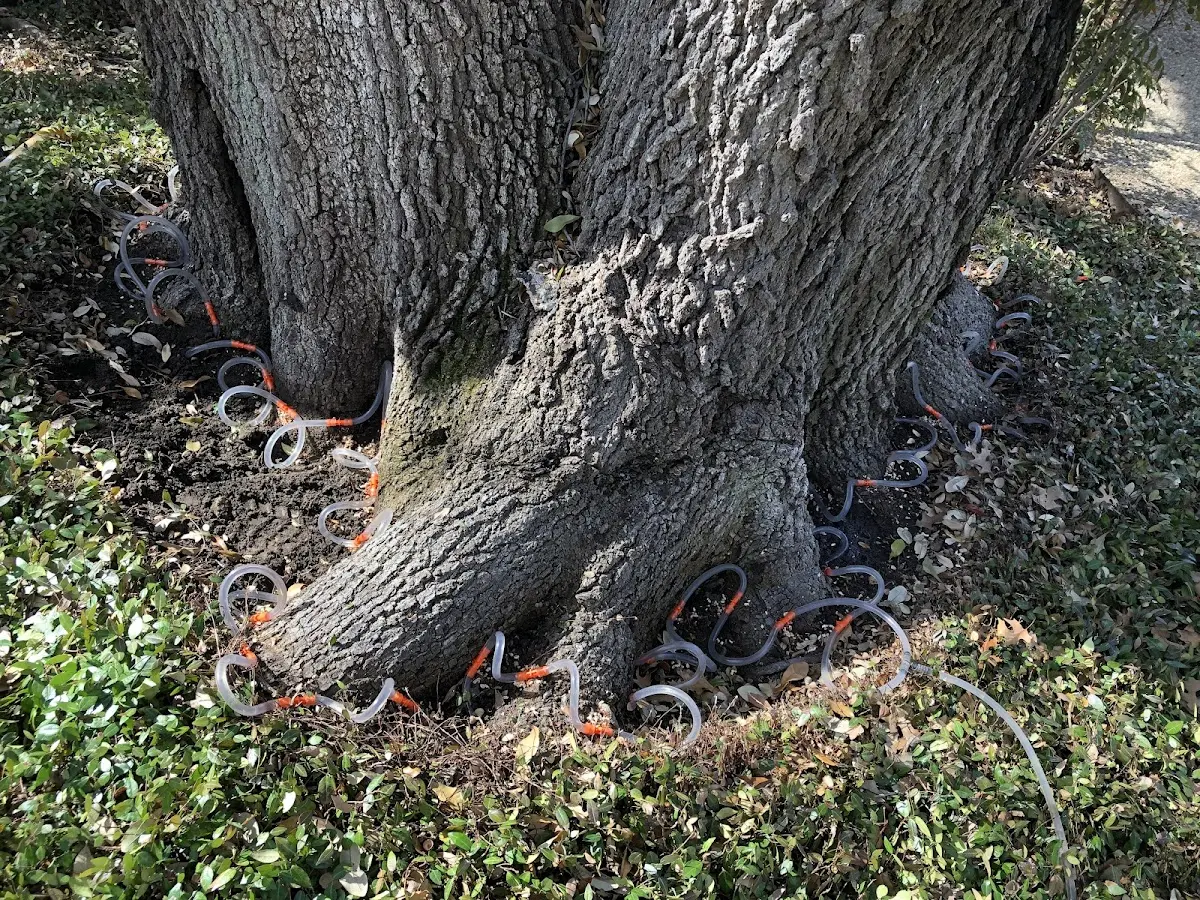 Detailed Tree Cabling and Bracing job site in Shiner