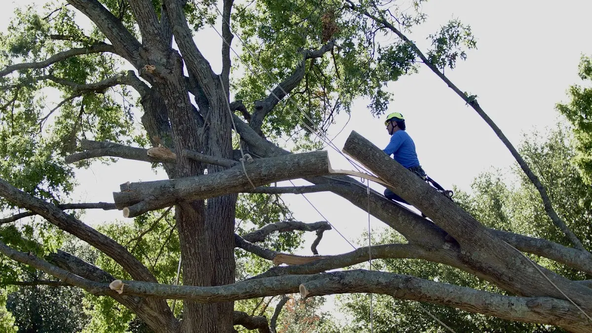Professional Crown Thinning performed by certified arborists in Shiner