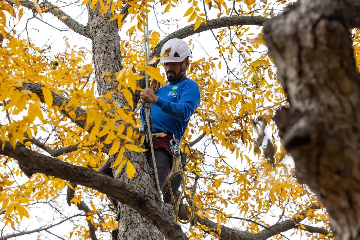 Skilled Tree Planing crew working in Shiner